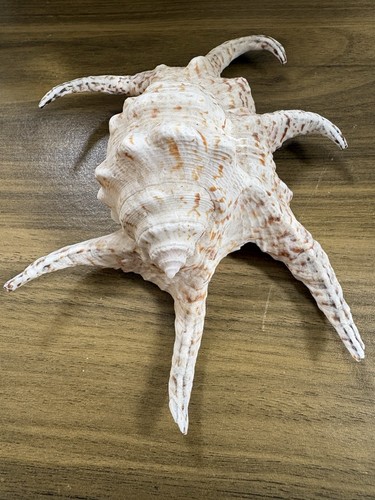 Large sea shell conch 7 - sea, conch,