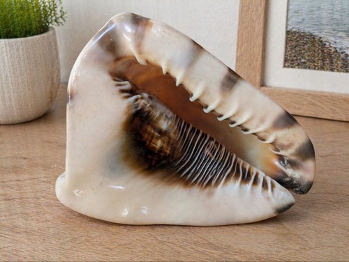 Large natural conch - large, sea