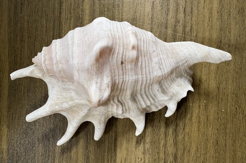 Large sea shell conch - sea,