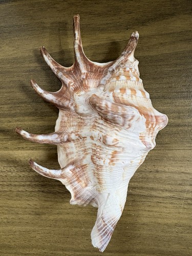 Large sea shell conch 6 - sea, conch,