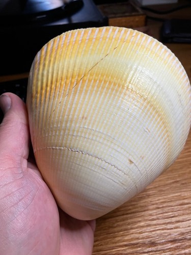 Large natural bivalve seashell - bivalve,