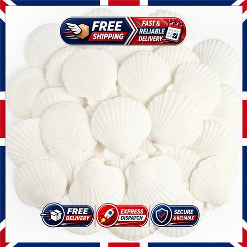 Pcs natural scallop shells - pcs,