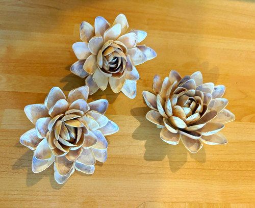 Seashell flower heads wall - flower,