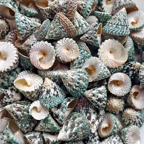 Natural pyramid top shells - natural,