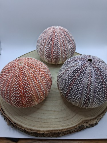 Sea urchin shells - approx, 10cm