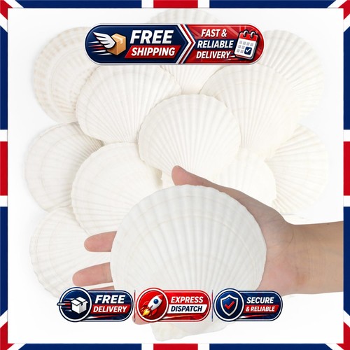Pcs natural scallop shells - 16,