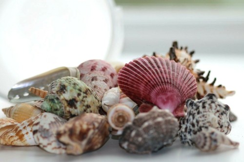 Shells mixed sea - shells, 750g