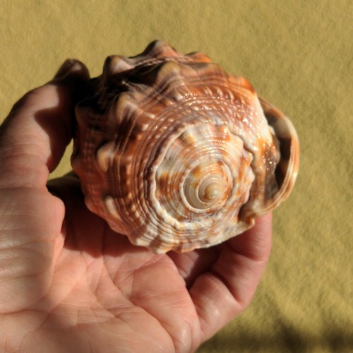 Natural unpolished conch shell - natural,