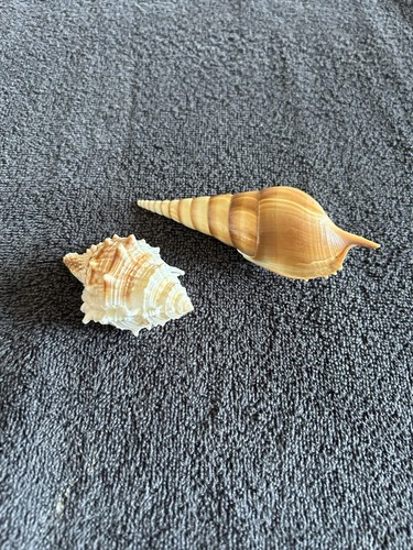 Pair natural decorative - pair,