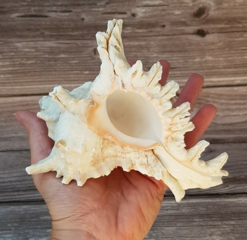 Large sea shell murex - large, conch