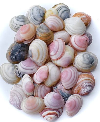 Craft sea shells small - craft, sturdy