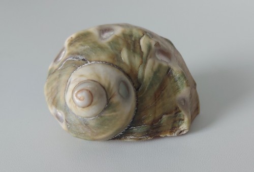 Decorative sea shell - decorative,