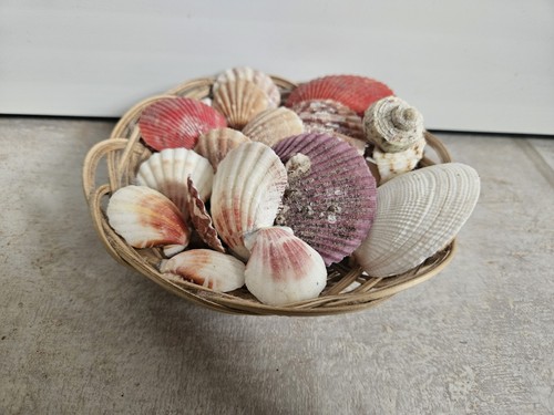 Decorative seashell basket - decorative,