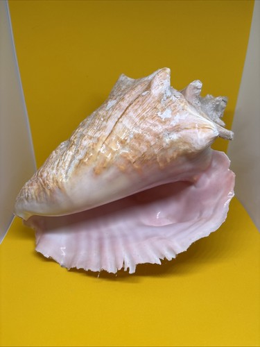 Decorative vintage queen conch - vintage,