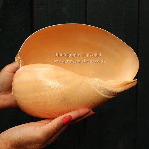 Large melon shell - shell,