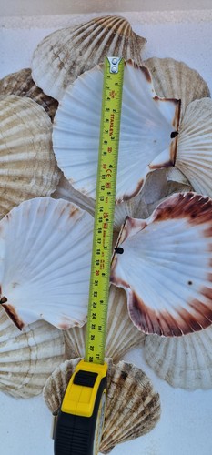 Scallop shells pack - xl,