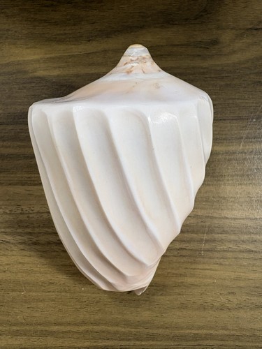 Large sea shell inches - large,