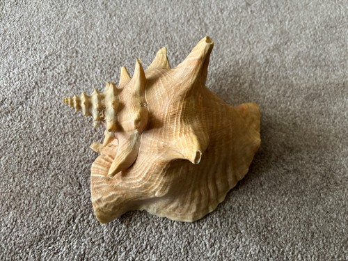 Vintage large queen - conch, sea