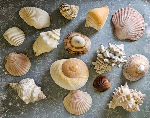 Decorative sea shells - x,