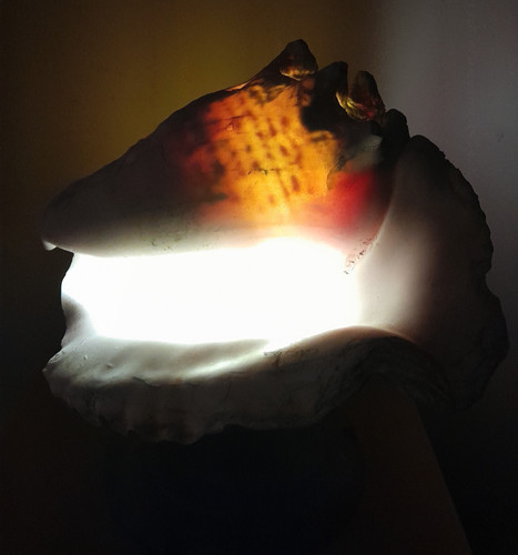 Spooky large vintage seashell - spooky,
