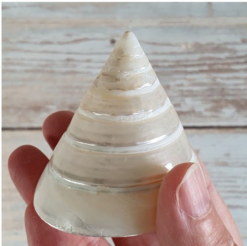 Seashell spiral silver - seashell,