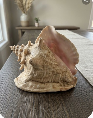 Large natural queen conch - queen,