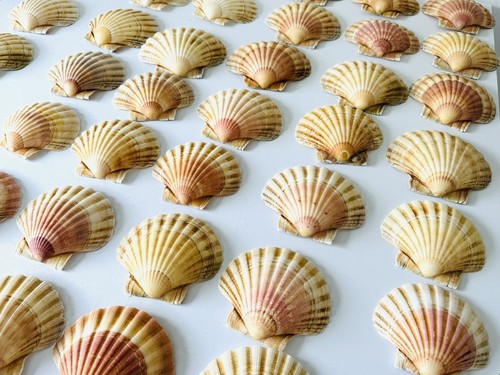 Shells scallop round - 30,