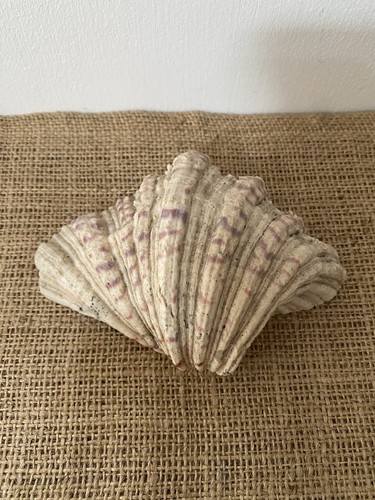 Bear paw clam - bear,