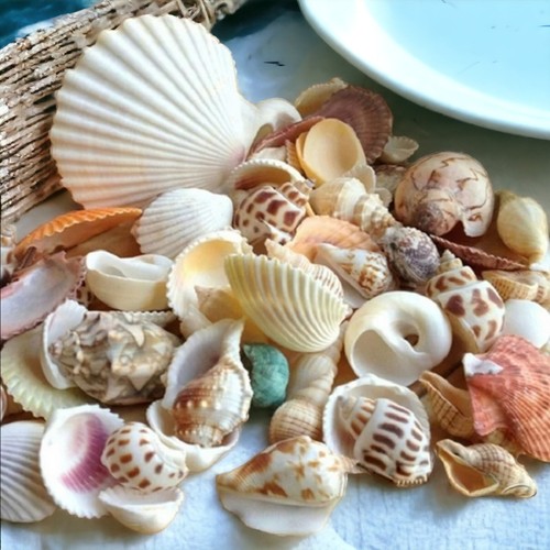 Mixed sea shells beach craft - mixed,