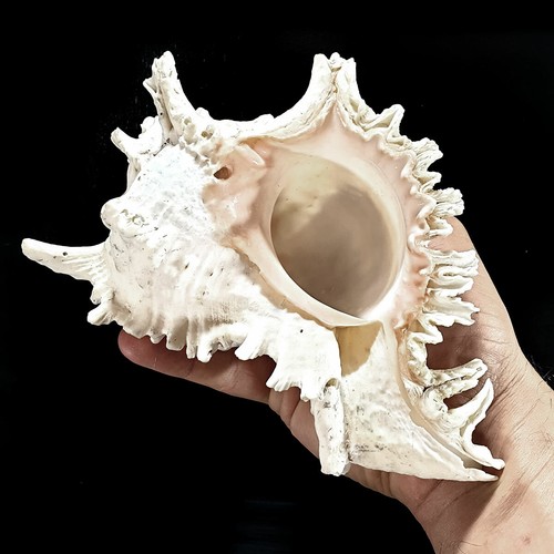Large murex white - large, |