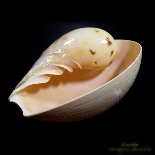 Large melon bala shell - bala,