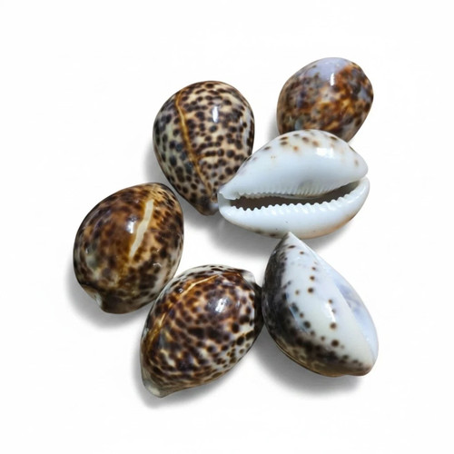 Tiger cowrie sea shells - sea, 5-7cm