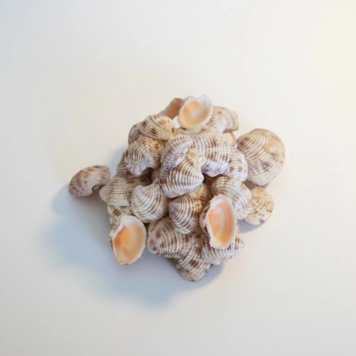 Natural cockle shells bulk - cockle,