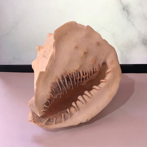 Vintage large natural murex - large,
