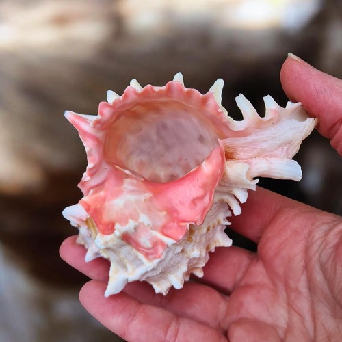 Rose murex shell 9cm - shell, display