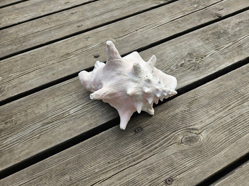 Large natural horned queen - natural,