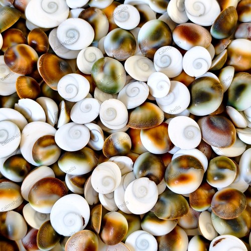 Natural turban snail - natural, shell