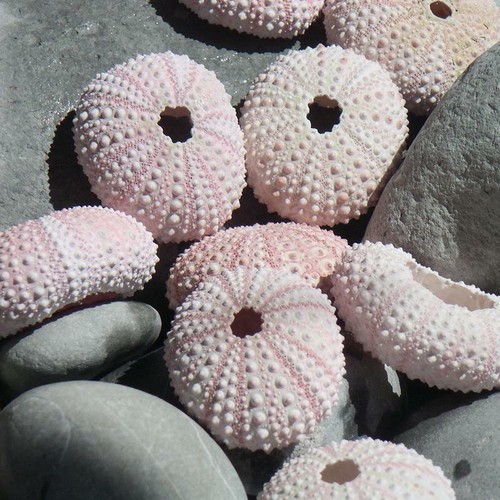 Pink sea urchin - pink, of