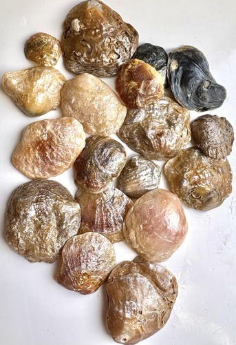 Craft sea shell jingle shells - sea,