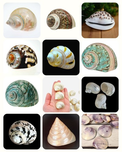 Seashells polished high - seashells,