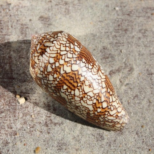 Textile cone seashell - textile,