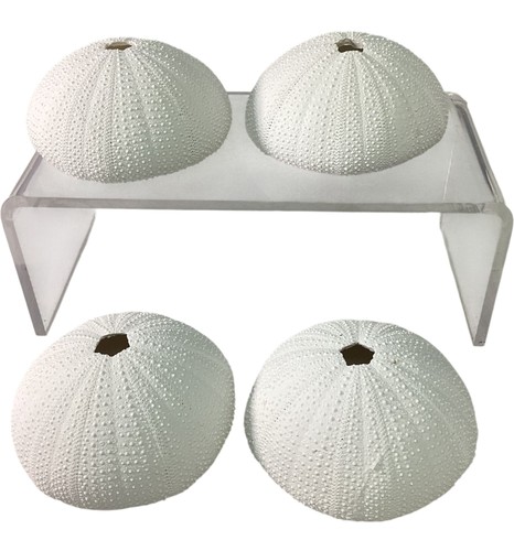 White sea urchin shells - urchin,