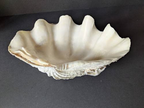 Giant clam shell tridacna - clam, sp
