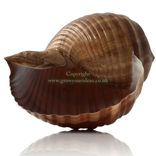 Tonna cepa large 15cm - tonna,