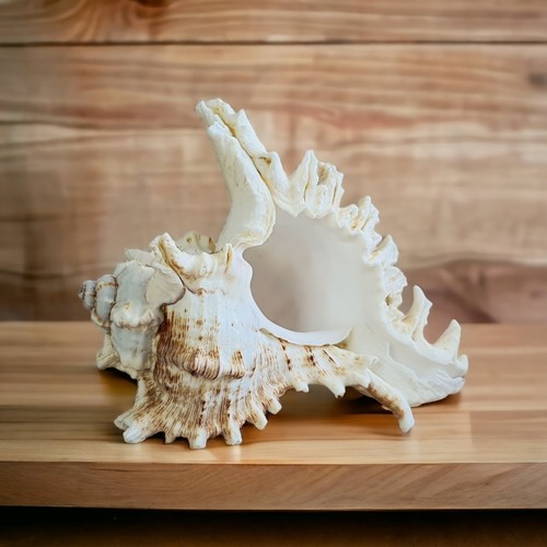 Large white sea shell 20cm - sea, 15-20cm