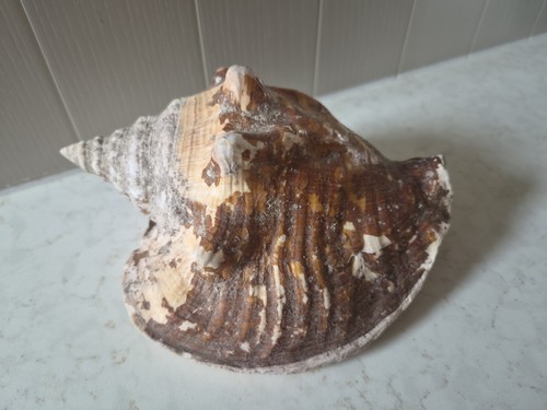 Conch shell bathroom - conch,