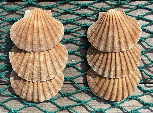Diver caught scottish scallop - diver,