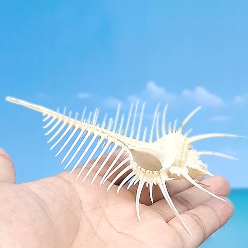 Natural venus comb indian - natural,