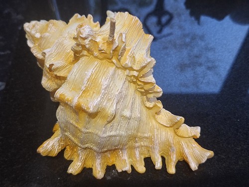 Unscented introna sea shell - sea,