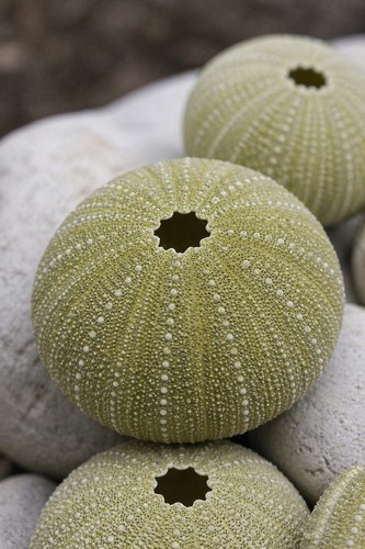 Green sea urchin pack 3 - green, of